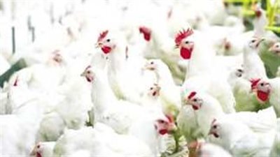  أسعار الدواجن اليوم الأحد 14-4-2024