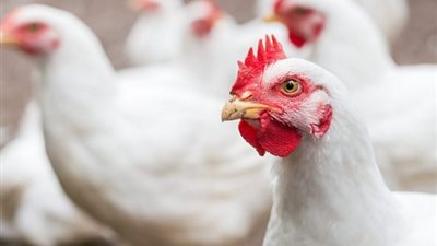 أسعار الفراخ في بورصة الدواجن الرئيسية اليوم الثلاثاء 16 -4-2024