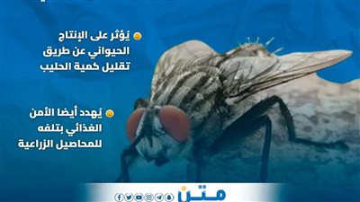 بعد تحذيرات الأرصاد.. ماهو الذباب الصحراوي الضار (إنفوجراف)