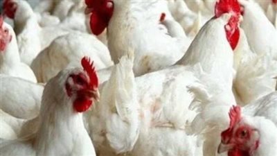  أسعار الدواجن اليوم السبت 20-4-2024