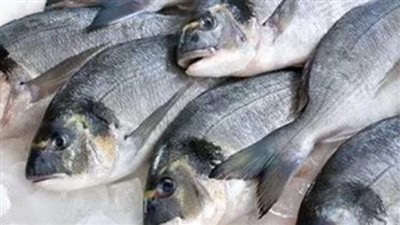 سعر السمك البلطي اليوم 21 أبريل 2024