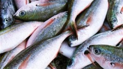 أسعار السمك والجمبرى اليوم 16_4_ 2024 