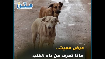 مرض مميت.. ماذا تعرف عن داء الكلب بعد تفشيه في عدد من الدول؟ (فيديوجراف)