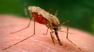 وفاة المئات فى زيمبابوى بسبب الملاريا بعد توقف المساعدات الأمريكية