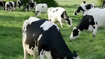 السعودية.. ما هي شروط استحقاق دعم المواشي؟