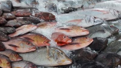 أسعار الأسماك والجمبرى اليوم الأحد 28 أبريل 2024