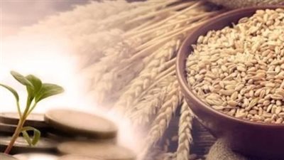  موعد إخراج زكاة القمح.. وخطوات الحصول على معاش الأزهر من بيت الزكاة والصدقات