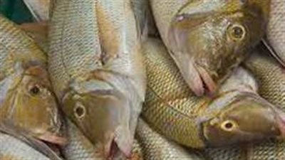 سعر السمك البوري اليوم الثلاثاء 30 أبريل 2024