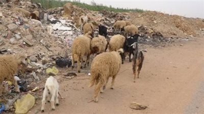 لماذا نهى النبي عن أكل الجلالة وشرب ألبانها؟.. باحث يوضح