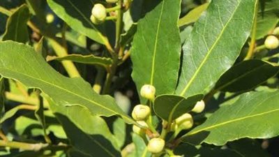 فوائد ورق الغار للرجال.. يخلصك من العجز الجنسي