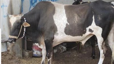 سعر العجول في الأسواق المختلفة قبل عيد الأضحى المبارك 2024 