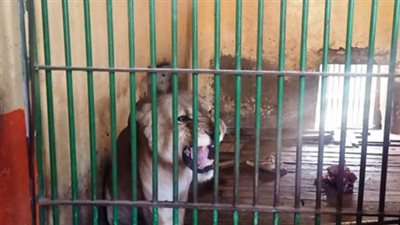 سعر تذكرة دخول حدائق الحيوان في المحافظات بالتزامن مع شم النسيم 2024