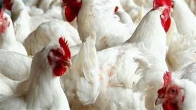 سعر الفراخ البيضاء اليوم الأربعاء 8 مايو 2024