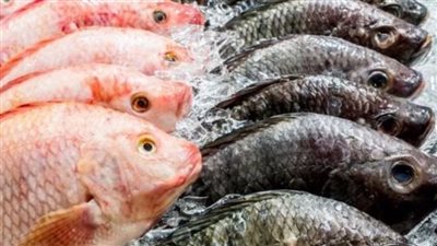  أسعار السمك والجمبري اليوم الأربعاء 8 مايو 2024