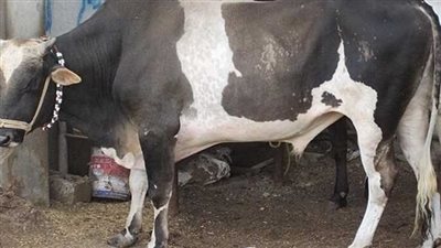 سعر العجول قبل عيد الأضحى 2024