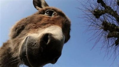 بعدما تصدرت ترين جوجل.. معلومات لا تعرفها حول فكرة الاحتفال باليوم العالمي للحمار