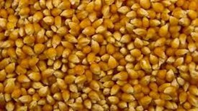 فوائد ذرة الفيشار.. نساعد على فقدان الوزن الزائد