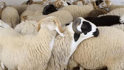 قائمة أسعار الأضاحي 2024 في مصر.. منها العجول البقري والجاموس