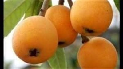 فوائد البشملة.. فاكهة الوقاية من السرطان والسكرى