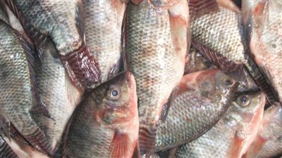 سعر السمك والجمبري اليوم 12_ 5_ 2024