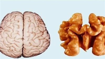 فوائد المكسرات للعقل.. 5 منافع مذهلة للطلاب لزيادة التركيز والذاكرة