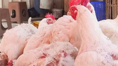 أسعار الفراخ البيضاء اليوم الإثنين 13 مايو 2024