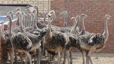 كيفية عمل مشروع تربية نعام ناجح؟