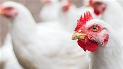  أسعار الفراخ في بورصة الدواجن اليوم الثلاثاء 14 -5-2024