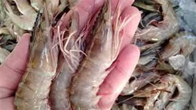 أسعار السمك والجمبري اليوم 14 مايو 2024