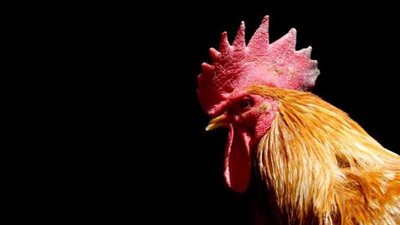 أسعار الكتاكيت والدواجن والبيض اليوم الأربعاء 15-5-2024