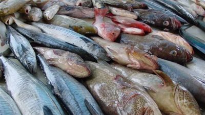 سعر السمك البلطي اليوم 15 مايو 2024 بسوق العبور Obour market