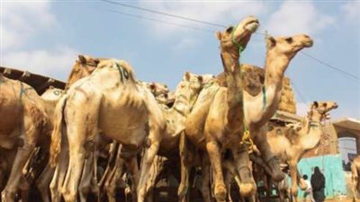 سعر الجمل Camel في مصر بموسم عيد الأضحى 2024