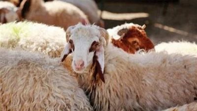  عيوب لو لقيتهاأوعى تشتريها.. شروط مخلة بالأضحية.. ما هي؟