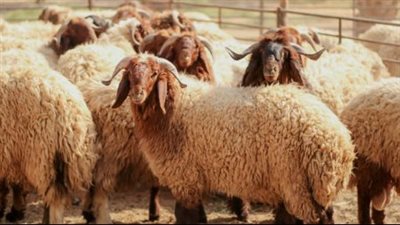 ما هي اللحوم التي يضحي بها؟