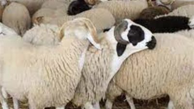 ما هي أسعار اللحوم القائم قبل عيد الأضحى 2024؟