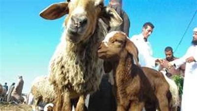 سعر اللحوم مع اقتراب عيد الأضحى المبارك 2024