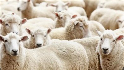 مع اقتراب عيد الأضحى المبارك 2024.. ما هي أسعار الأضاحي؟