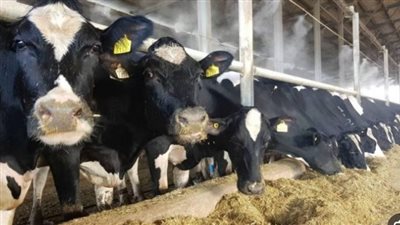 أسعار العجول البقر والجاموس قبل عيد الاضحي 2024