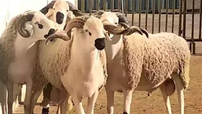 طريقة حجز موعد ذبح الأضحية 1445 في السعودية 