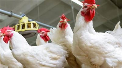 اتحاد منتجي الدواجن يؤكد أن السوق محكمة والسعر يحدده العرض والطلب