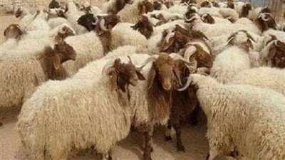 مع اقتراب العيد الكبير.. أسعار الأضاحي في مصر 2024