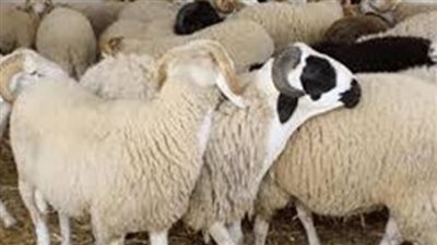قبل عيد الأضحى.. أسعار الخرفان 2024