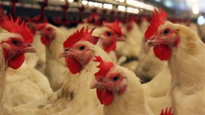 اتحاد الدواجن يكشف سبب ارتفاع الأسعار رغم انخفاض الأعلاف