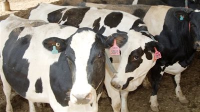  أسعار العجول البقر والجاموس قبل عيد الاضحي 2024