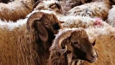  أماكن حجز أضاحي وزارة الزراعة في المحافظات