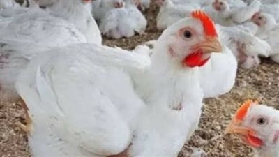  سعر الدواجن والبيض اليوم السبت الموافق 25 مايو2024