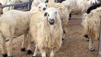  أسعار الأضاحي 2024 بمنافذ وزارة الزراعة.. والأماكن 