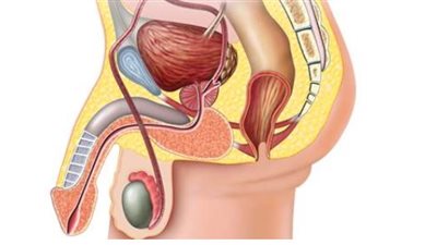 دراسة: النظام الغذائي النباتي يمكن أن يلعب دورًا في تقليل تطور سرطان البروستاتا