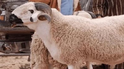 موعد عطلة عيد الأضحى بالسعودية 2024