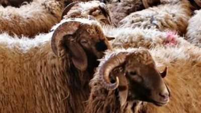 قبل الشراء.. نصائح ذهبية لضمان سلامة أضحية العيد